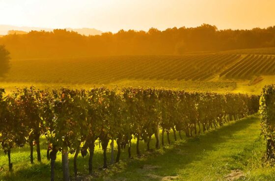Discover Adelaide’s Wine Country with Paragon Wine Tours